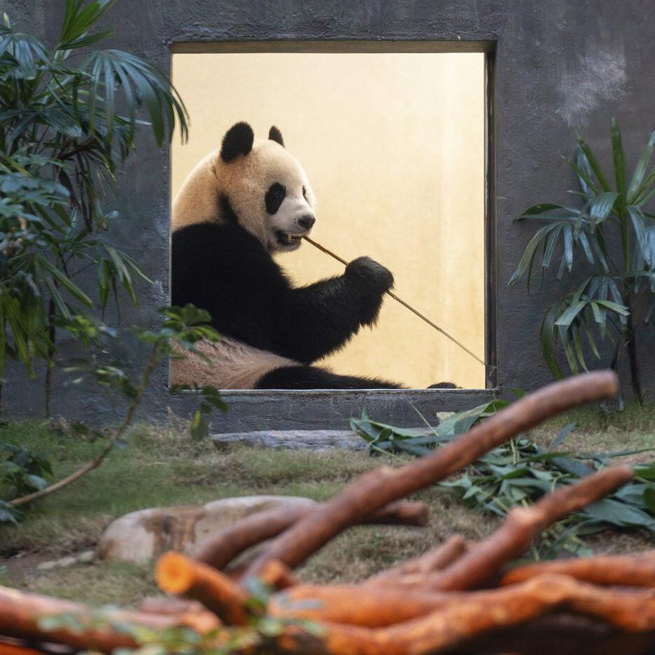 Hong Kong launches panda sculpture tour as the city hopes the bear craze boosts tourism